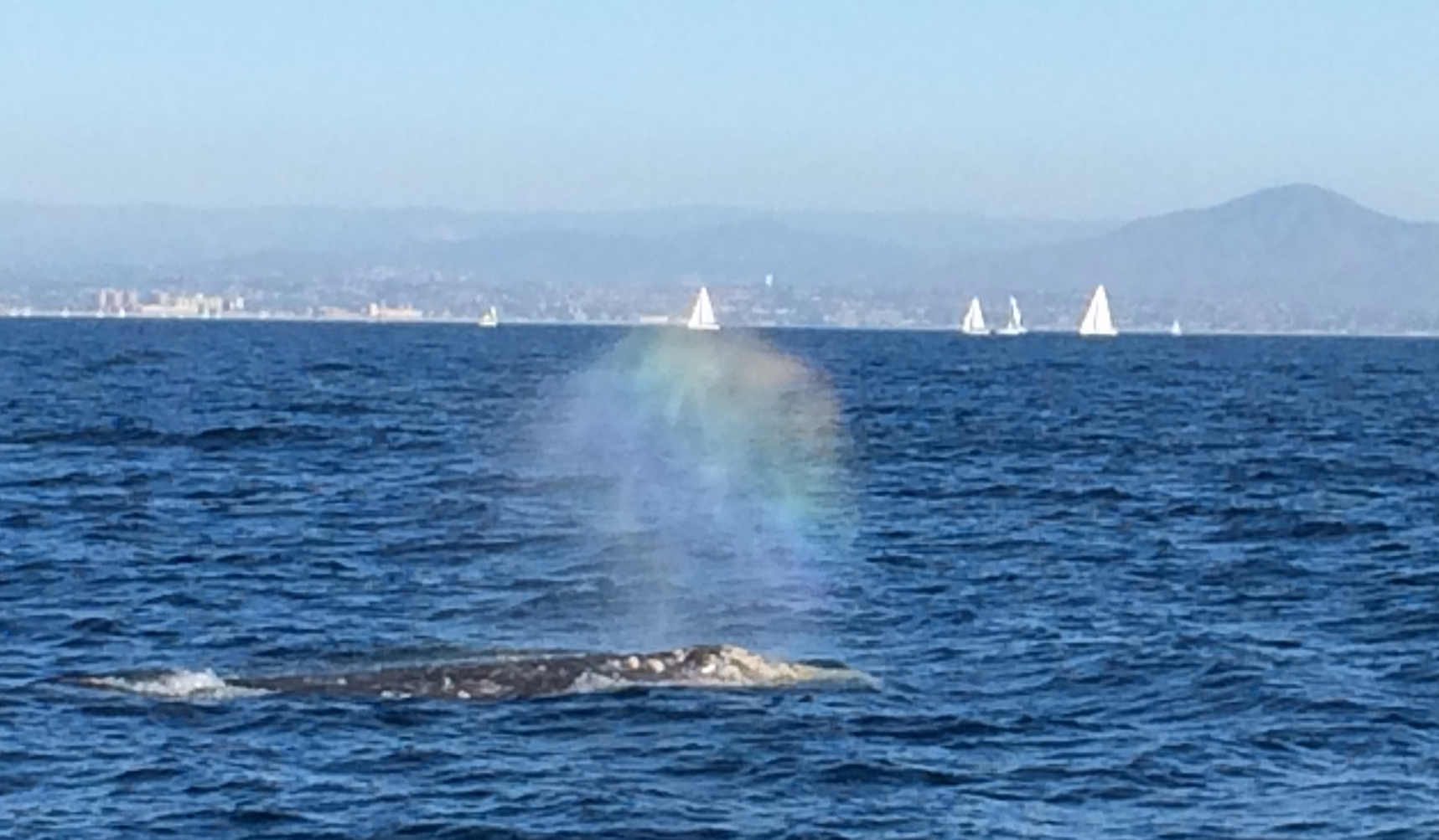 san diego whale watching