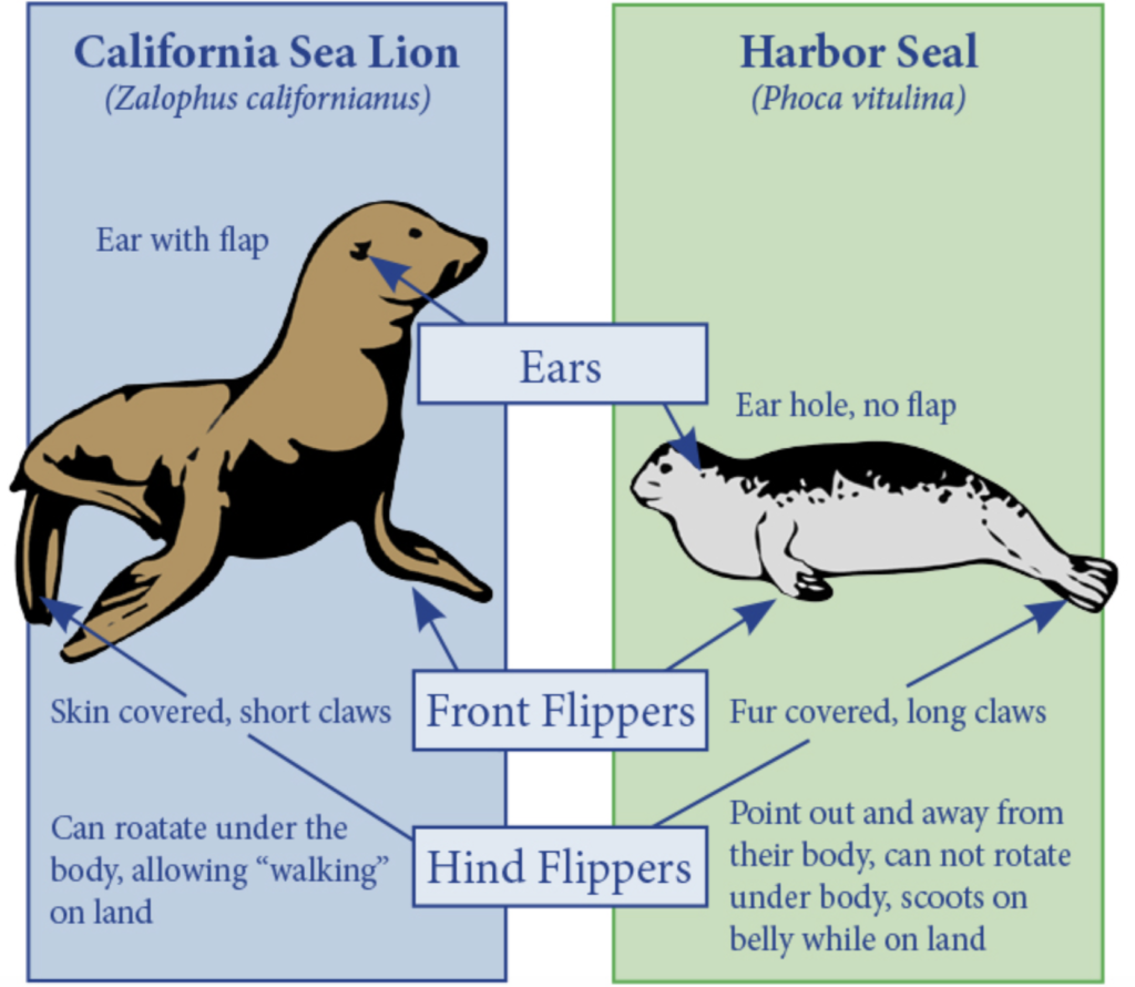 Seal Society of San Diego- Differences between seals and sea lions