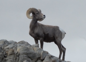 Sierra Club San Diego Conservation