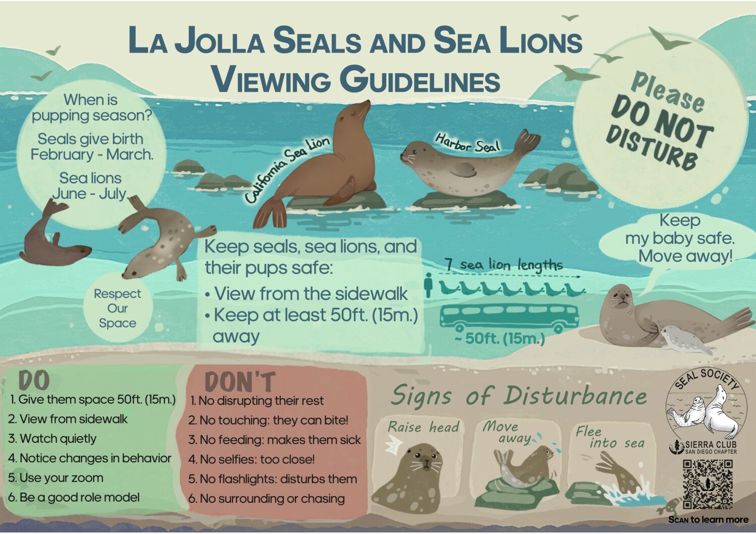 Best Spots to See the La Jolla Seals & Sea Lions