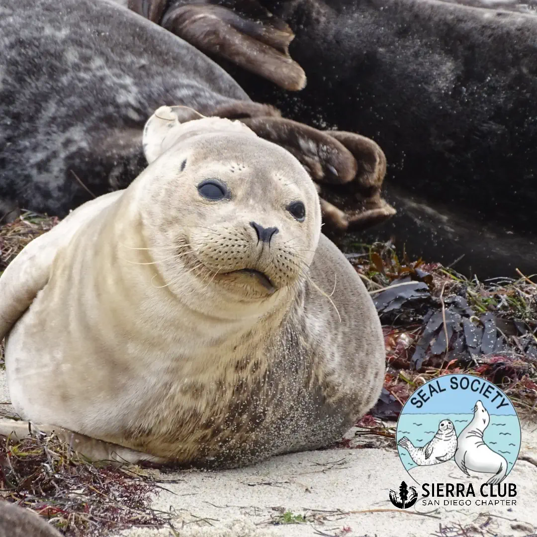 Seal Society of San Diego