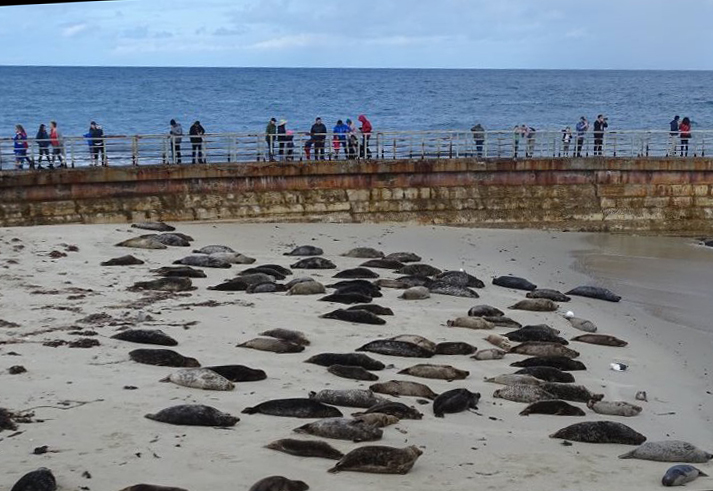 Seal Society of San Diego - Sierra Club San Diego